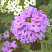 Superbena® Royale Chambray Verbena